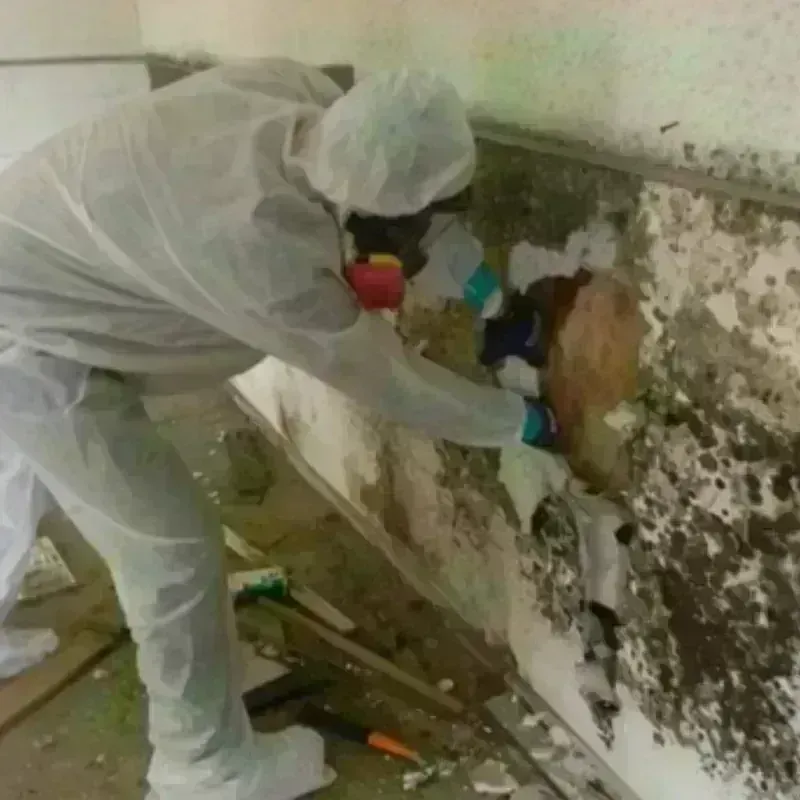 Mold Remediation and Removal in Limerick, ME